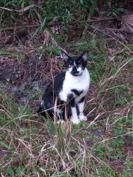 Found/Stray Unknown Cat last seen Fox Lake Park, Titusville FL - across from the first large pavilion on the left as you enter the park. Near one of the wooden posts in front of the wooded area., Titusville, FL 32780