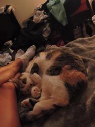 Reunited Female Cat last seen Blake School, Hopkins, MN 55343