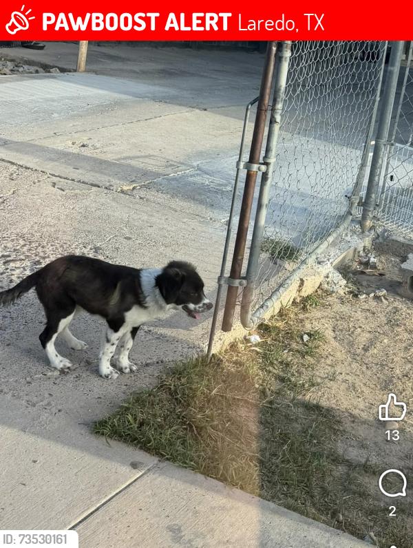 Lost Female Dog last seen Palmito & Soria, Laredo, TX 78046