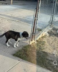 Lost Female Dog last seen Palmito & Soria, Laredo, TX 78046