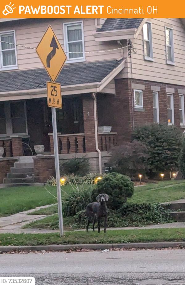 Found/Stray Unknown Dog last seen Loretta ave, Cincinnati, OH 45238