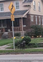 Found/Stray Unknown Dog last seen Loretta ave, Cincinnati, OH 45238