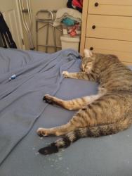 Reunited Female Cat last seen Harlem and Belmont, Chicago, IL 60707