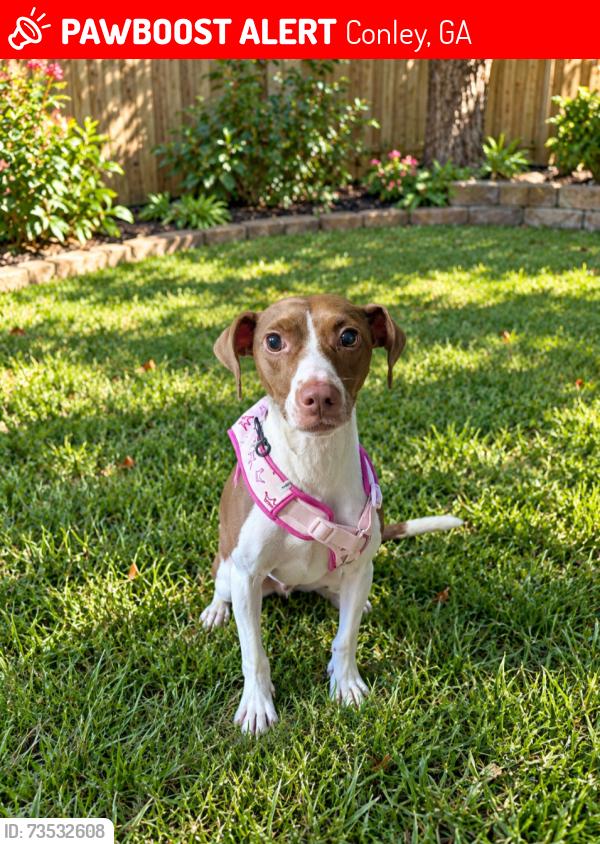 Lost Female Dog last seen Greenwillow Dr and Greenwillow way, Conley, GA 30288
