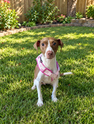 Lost Female Dog last seen Greenwillow Dr and Greenwillow way, Conley, GA 30288