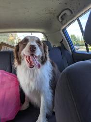 Found/Stray Female Dog last seen Chiltern and Driscoll road, Fremont, CA 94539