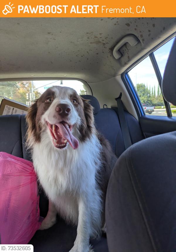 Found/Stray Female Dog last seen Chiltern and Driscoll road, Fremont, CA 94539