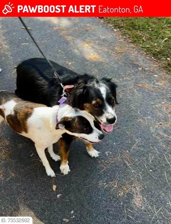 Lost Female Dog last seen Crooked Creek, Eatonton, GA 31024