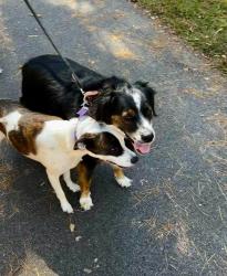 Lost Female Dog last seen Crooked Creek, Eatonton, GA 31024
