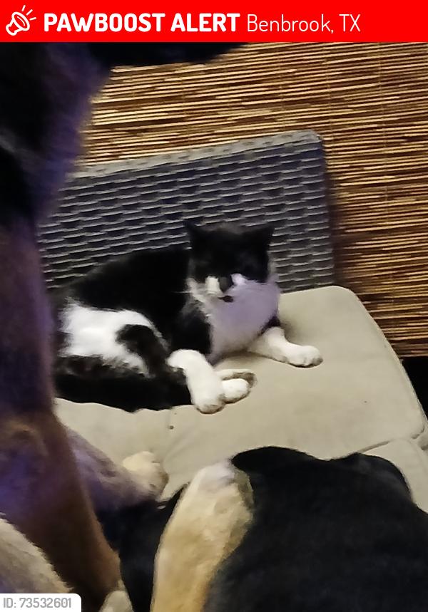 Lost Female Cat last seen Williams, Benbrook, TX 76116