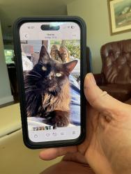 Found/Stray Female Cat last seen Ryan’s Run, Youngsville, NC 27596