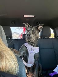 Reunited Female Dog last seen Pittsford & Lake Forest, Lake Forest, CA 92630