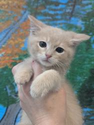 Shelter Stray Male Cat last seen Bexar County, 3353 Morningside Dr, New Braunfels, TX 78132, USA