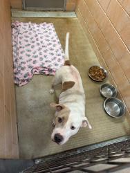 Shelter Stray Female Dog last seen Bexar County, 3353 Morningside Dr, New Braunfels, TX 78132, USA