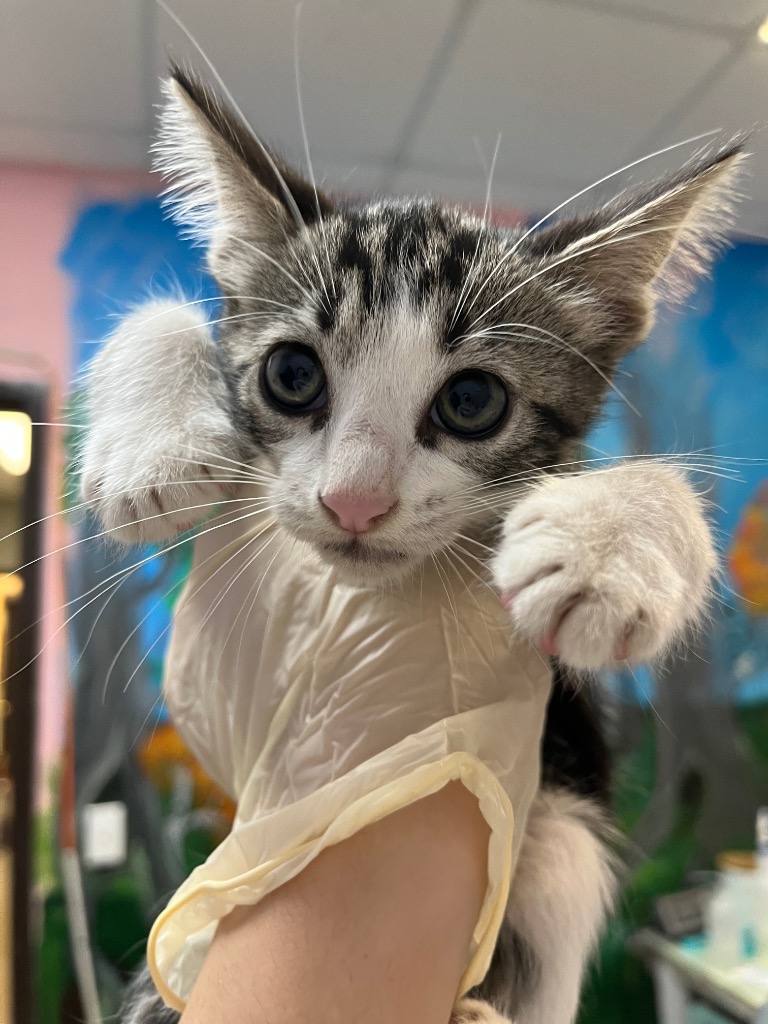 Shelter Stray Male Cat last seen Bexar County, 3353 Morningside Dr, New Braunfels, TX 78132, USA