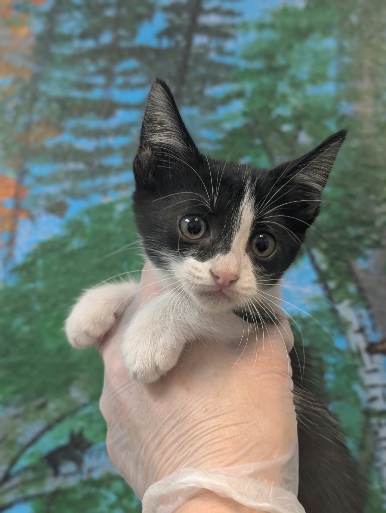 Shelter Stray Female Cat last seen Bexar County, 3353 Morningside Dr, New Braunfels, TX 78132, USA
