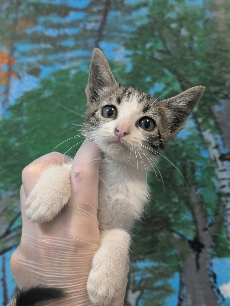 Shelter Stray Female Cat last seen Bexar County, 3353 Morningside Dr, New Braunfels, TX 78132, USA