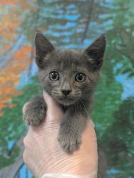 Shelter Stray Male Cat last seen Bexar County, 3353 Morningside Dr, New Braunfels, TX 78132, USA