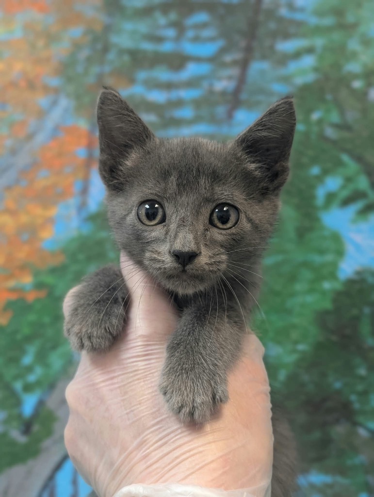 Shelter Stray Male Cat last seen Bexar County, 3353 Morningside Dr, New Braunfels, TX 78132, USA
