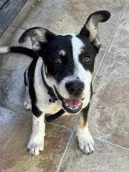Found/Stray Male Dog last seen Between redwood and pine ave, Fontana, CA 92335
