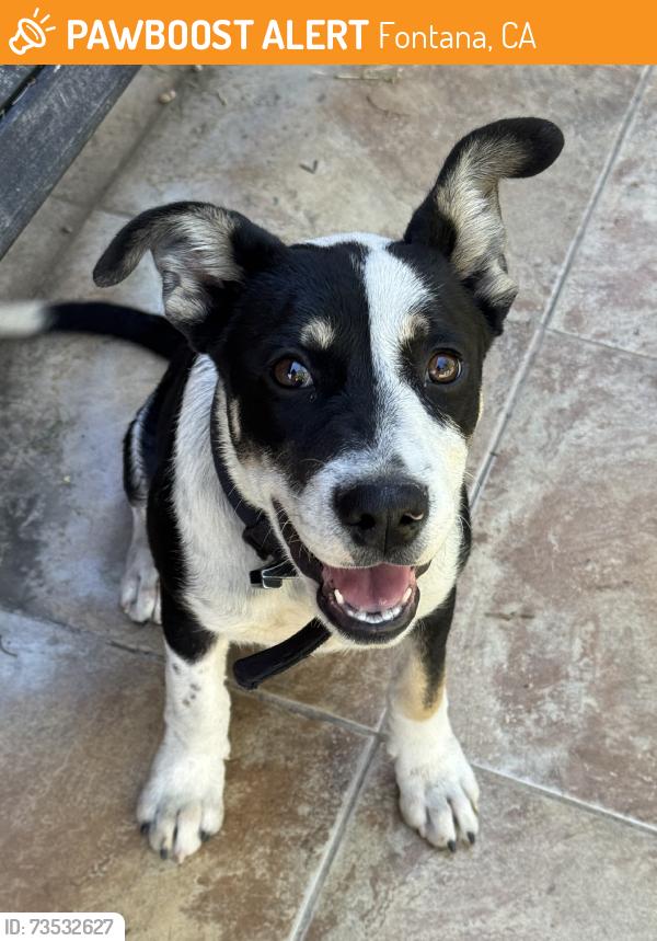 Found/Stray Male Dog last seen Between redwood and pine ave, Fontana, CA 92335