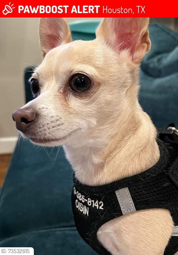 Lost Male Dog last seen Plum Valley Lane, Houston, TX 77339