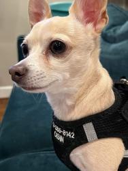 Lost Male Dog last seen Plum Valley Lane, Houston, TX 77339