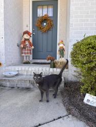 Lost Male Cat last seen Ridgeland Rd and Courtland Dr, Dothan, AL 36301
