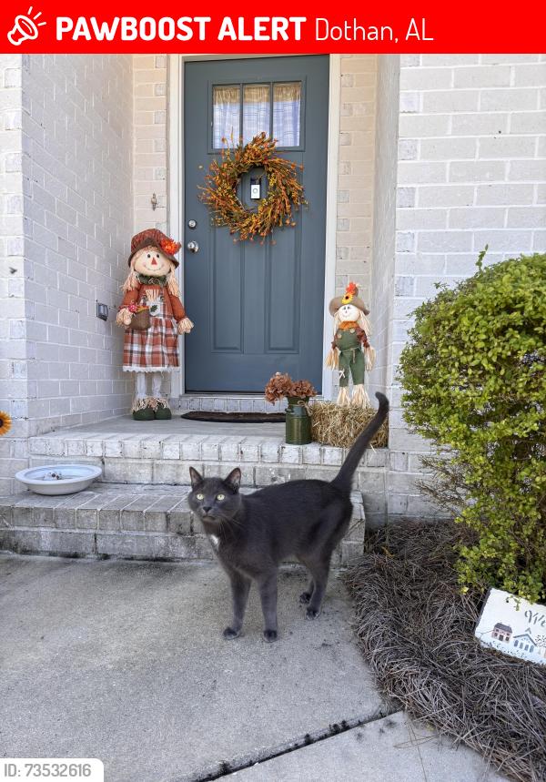 Lost Male Cat last seen Ridgeland Rd and Courtland Dr, Dothan, AL 36301