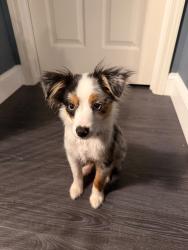 Lost Male Dog last seen Candy Lilly lane and cedar bay circle, Paulding County, GA 30157