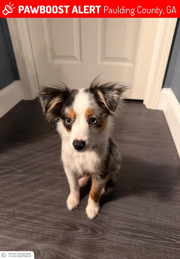 Lost Male Dog last seen Candy Lilly lane and cedar bay circle, Paulding County, GA 30157