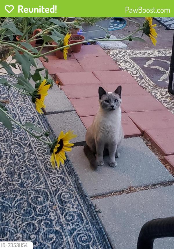 Reunited Male Cat last seen Hawaii & Elder,Nampa,Idaho, Nampa, ID 83686