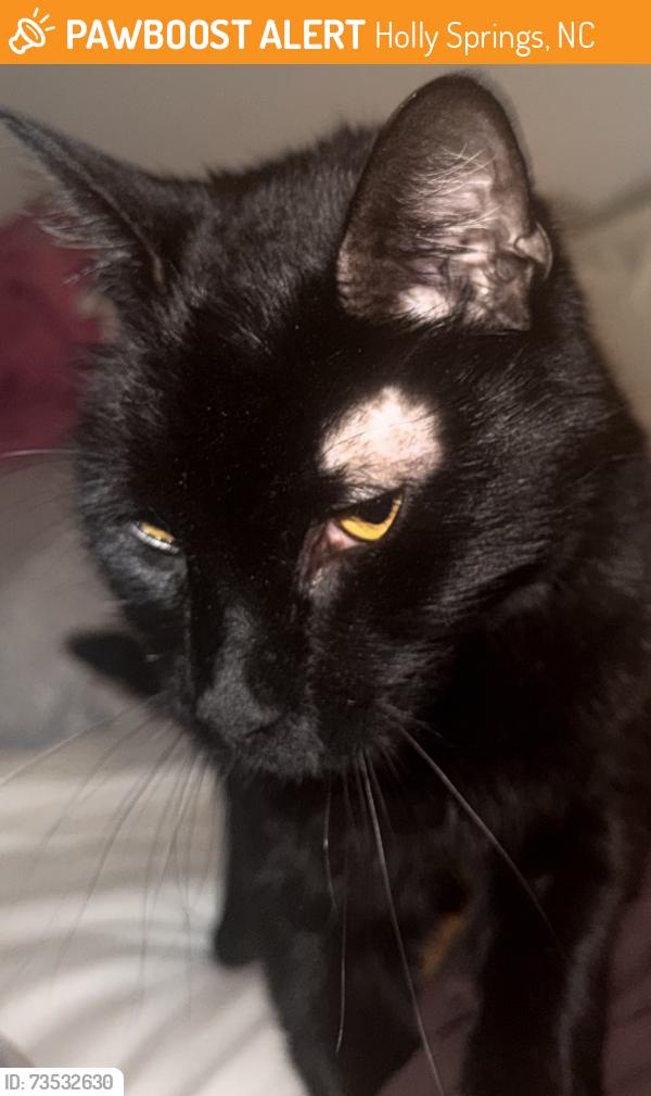 Found/Stray Unknown Cat last seen Pecan Grove apmts, Holly Springs, NC 27540