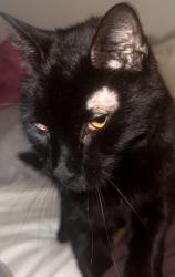 Found/Stray Unknown Cat last seen Pecan Grove apmts, Holly Springs, NC 27540