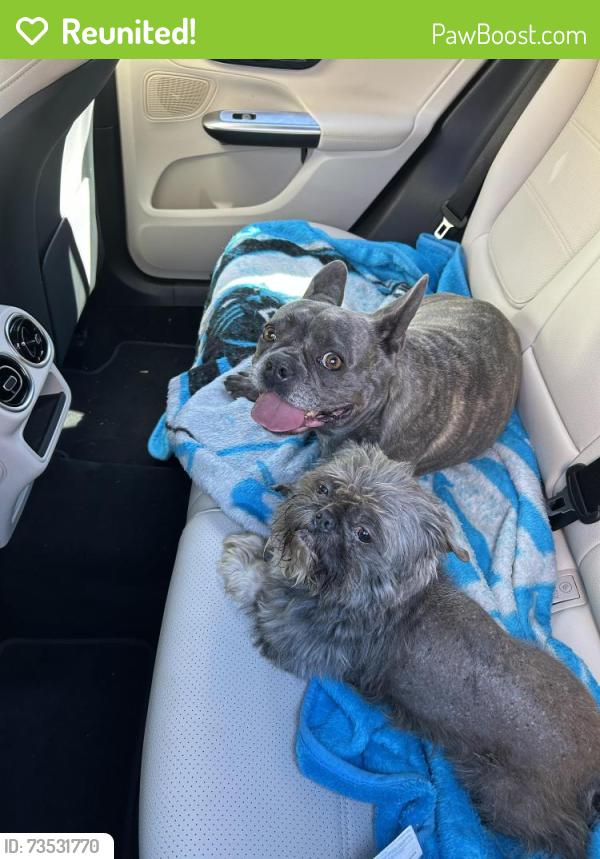 Reunited Unknown Dog last seen Pritchard Court and Dewing, McKinley Mills, Raleigh, Raleigh, NC 27616
