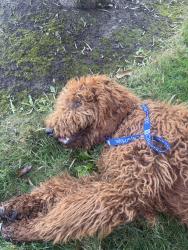 Found/Stray Unknown Dog last seen Near W Huntington Dr across from USC Arcadia hosp, Arcadia, CA 91007