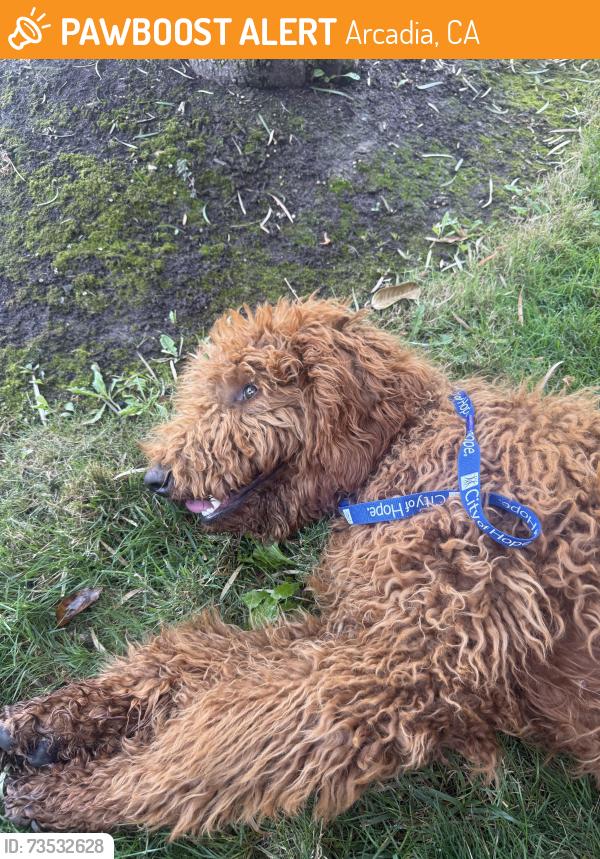 Found/Stray Unknown Dog last seen Near W Huntington Dr across from USC Arcadia hosp, Arcadia, CA 91007