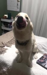 Lost Male Dog last seen Ranchitos rd, Bosque Farms, NM 87068
