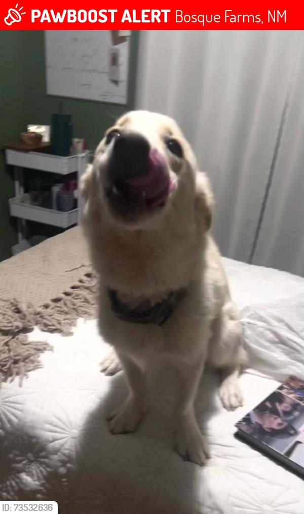 Lost Male Dog last seen Ranchitos rd, Bosque Farms, NM 87068