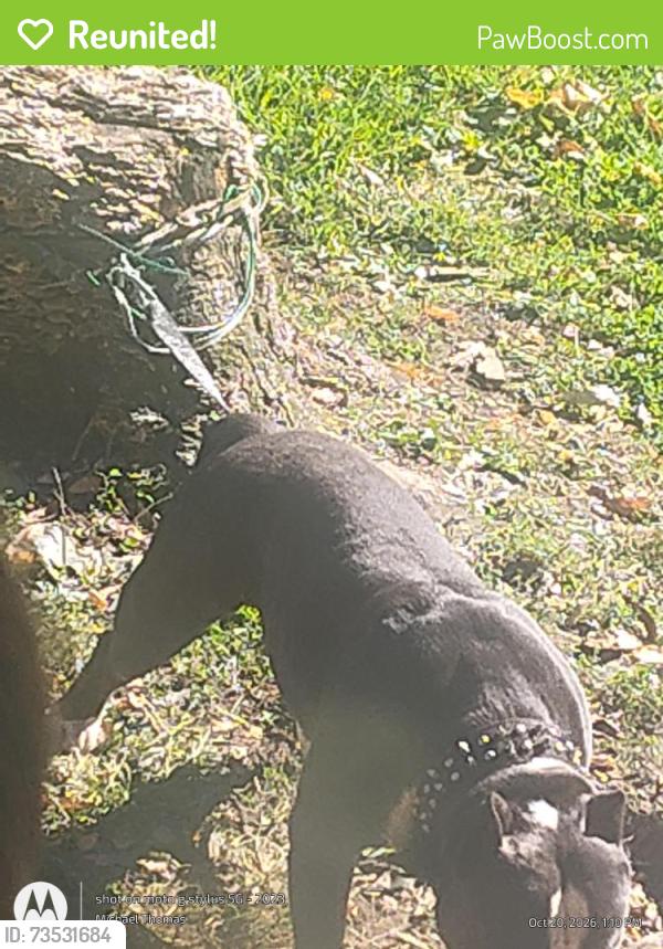 Reunited Male Dog last seen Graham and lindsay, Pittsburgh, PA 15221