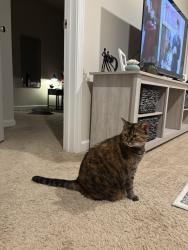 Found/Stray Unknown Cat last seen Church street and broom street waxhaw nc, Waxhaw, NC 28173
