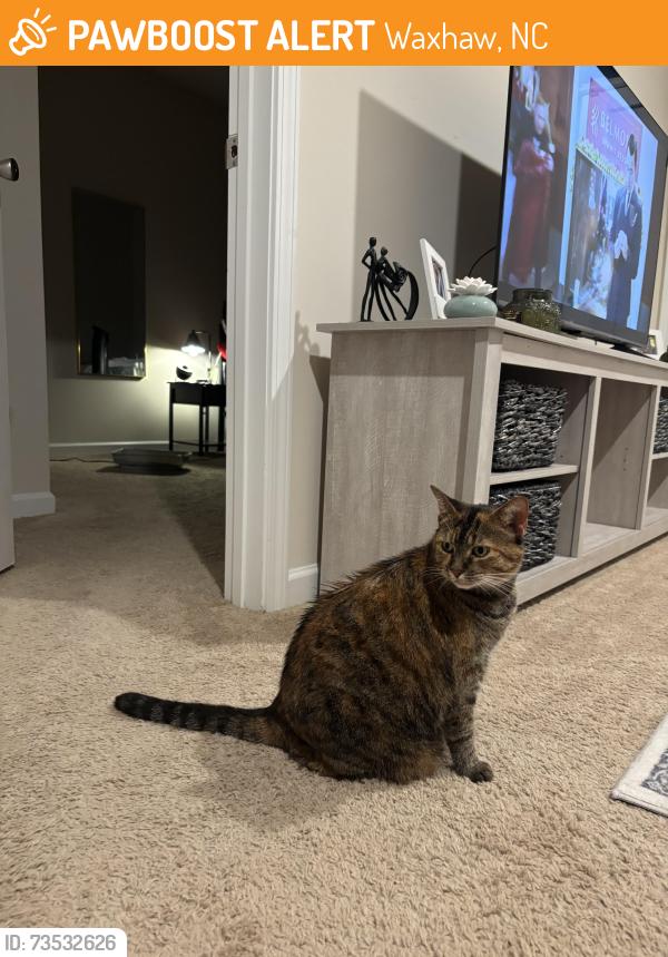 Found/Stray Unknown Cat last seen Church street and broom street waxhaw nc, Waxhaw, NC 28173