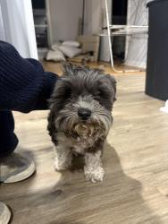 Found/Stray Female Dog last seen Biltmore drive and Stephen’s drive (Biltmore acres neighborhood., Atlanta, GA 30329