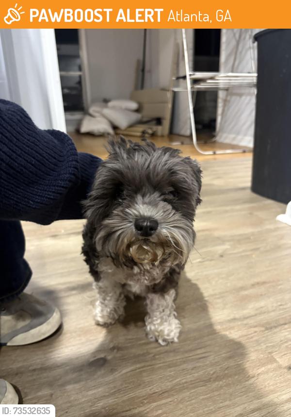 Found/Stray Female Dog last seen Biltmore drive and Stephen’s drive (Biltmore acres neighborhood., Atlanta, GA 30329