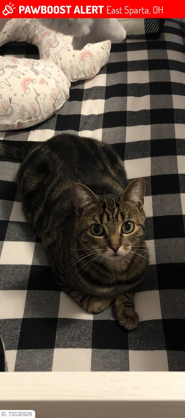 Lost Male Cat last seen Route 800, East Sparta, OH 44626