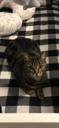 Lost Male Cat last seen Route 800, East Sparta, OH 44626