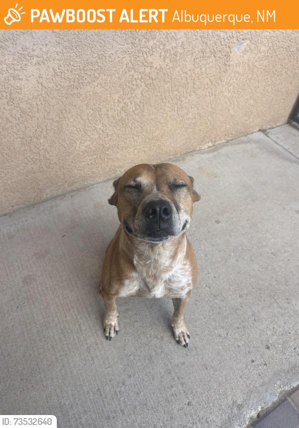 Found/Stray Female Dog last seen Lauren and Lawton NW, Albuquerque, NM 87121