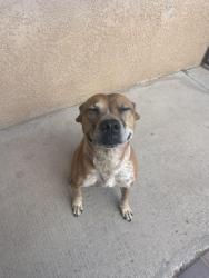 Found/Stray Female Dog last seen Lauren and Lawton NW, Albuquerque, NM 87121