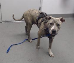 Shelter Stray Female Dog last seen Near BLOCK TURK (ROOFTOP), 1419 Bryant St, San Francisco, CA 94103, USA