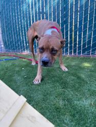 Shelter Stray Female Dog last seen Near BLOCK S PINE AVE, 333 Chandler Pl, San Bernardino, CA 92408, USA